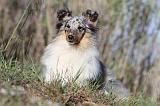 SHETLAND 464